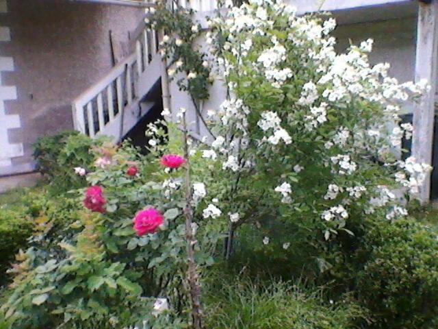 Un paradis de verdure en plein centre ville Périgueux Extérieur photo